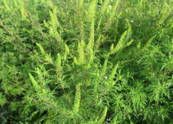 Se lansează campania de combatere și distrugere a ambroziei la Timișoara