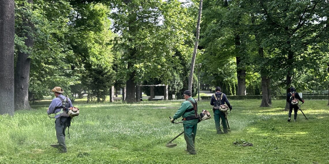 Spațiile verzi din Timișoara, întreținute cu mai multe echipe/Foto
