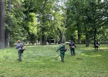 Spațiile verzi din Timișoara, întreținute cu mai multe echipe/Foto