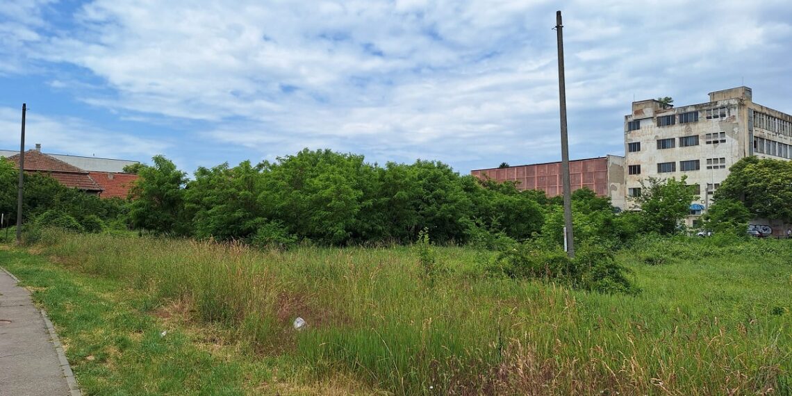 Timișorenii care nu au cosit buruienile, amendați de Poliția Locală/Foto
