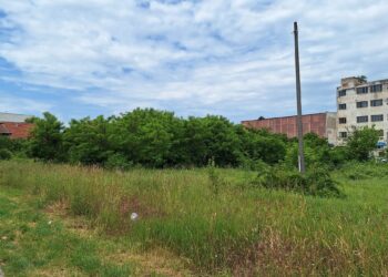 Timișorenii care nu au cosit buruienile, amendați de Poliția Locală/Foto