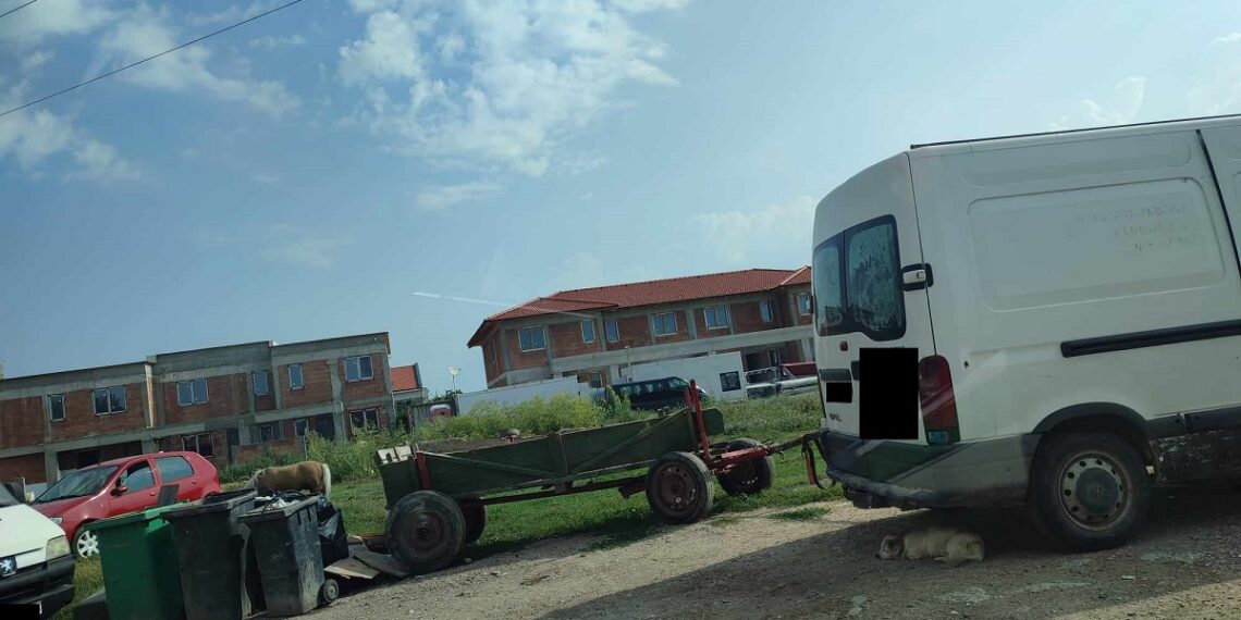 Polițiștii locali au găsit oi, ponei și vaci la păscut în cartierele Timișoarei