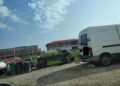 Polițiștii locali au găsit oi, ponei și vaci la păscut în cartierele Timișoarei