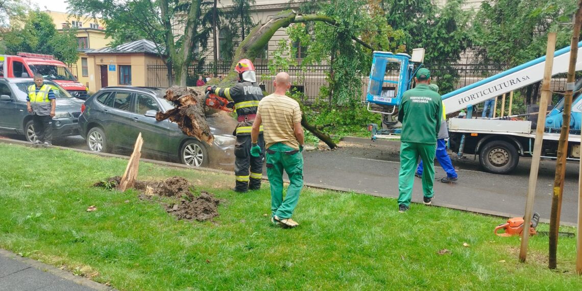 Copac uscat căzut peste o mașină