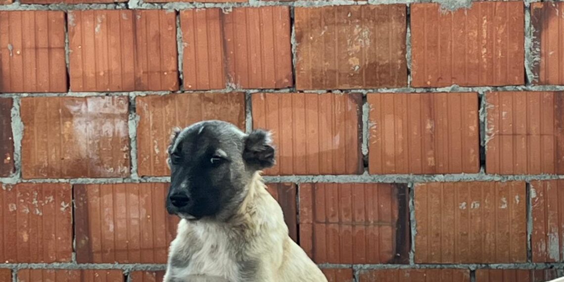 Cercetat penal pentru că a tăiat urechile unor căței