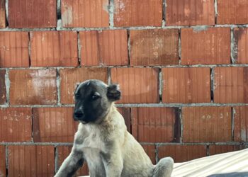 Cercetat penal pentru că a tăiat urechile unor căței