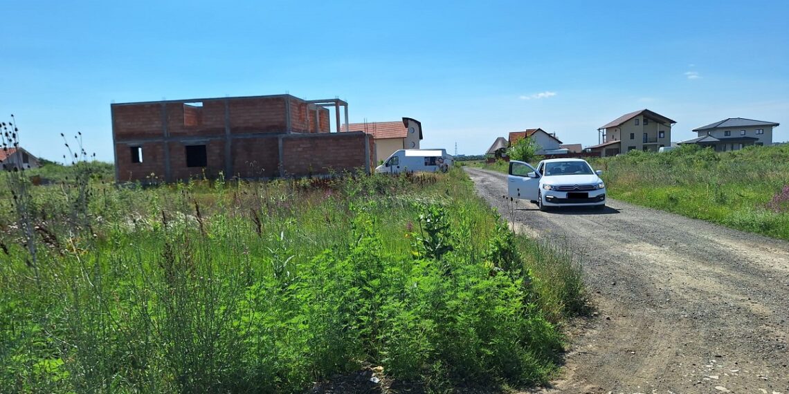 Vegetația necosită și ambrozia duc la sancțiuni drastice pentru proprietarii de terenuri din Timișoara/Foto