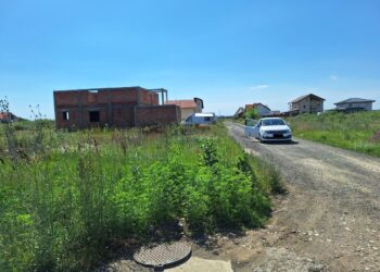 Vegetația necosită și ambrozia duc la sancțiuni drastice pentru proprietarii de terenuri din Timișoara/Foto