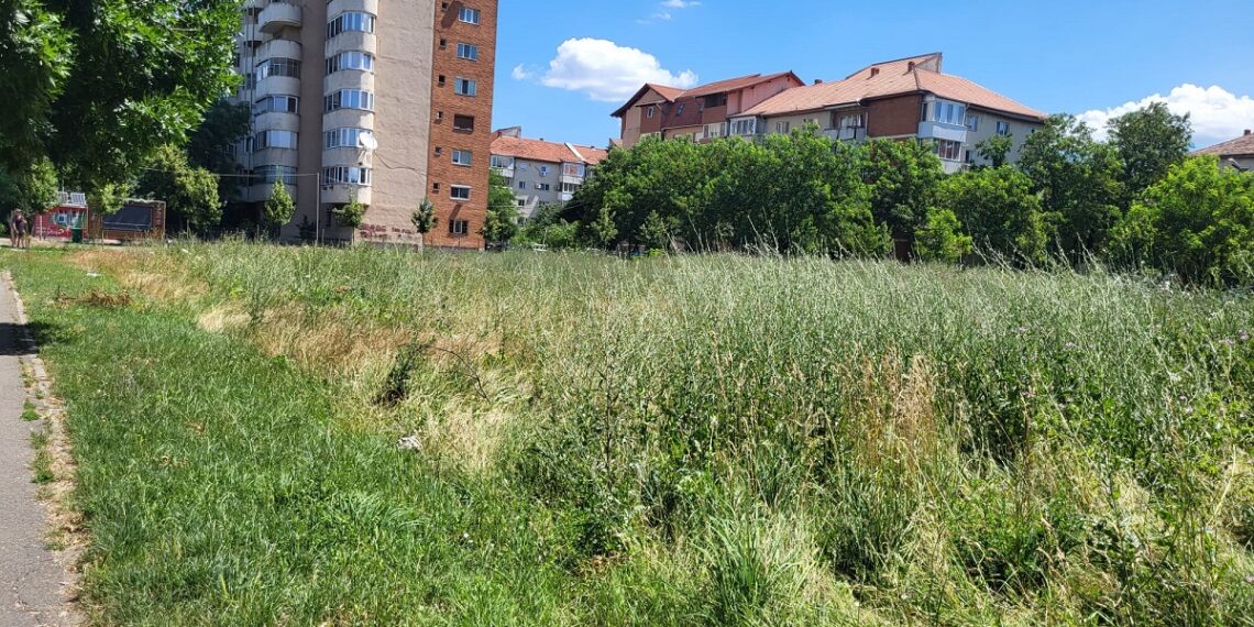 Vegetația necosită și ambrozia duc la sancțiuni drastice pentru proprietarii de terenuri din Timișoara/Foto