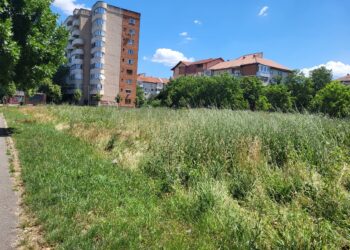 Vegetația necosită și ambrozia duc la sancțiuni drastice pentru proprietarii de terenuri din Timișoara/Foto