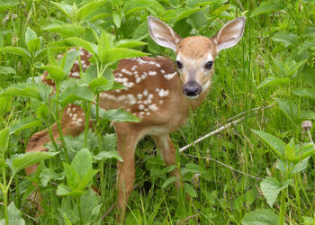 Un pui de căprioară a fost salvat de pompieri