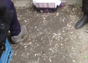 50 de amenzi pentru consum de alcool pe domeniul public, gălăgie și aruncarea pe jos de chiștoace și coji de semințe la Timișoara