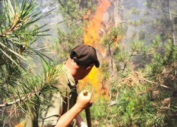 Creștere semnificativă a numărului de incendii în fondul forestier administrat de Romsilva în prima jumătate a anului