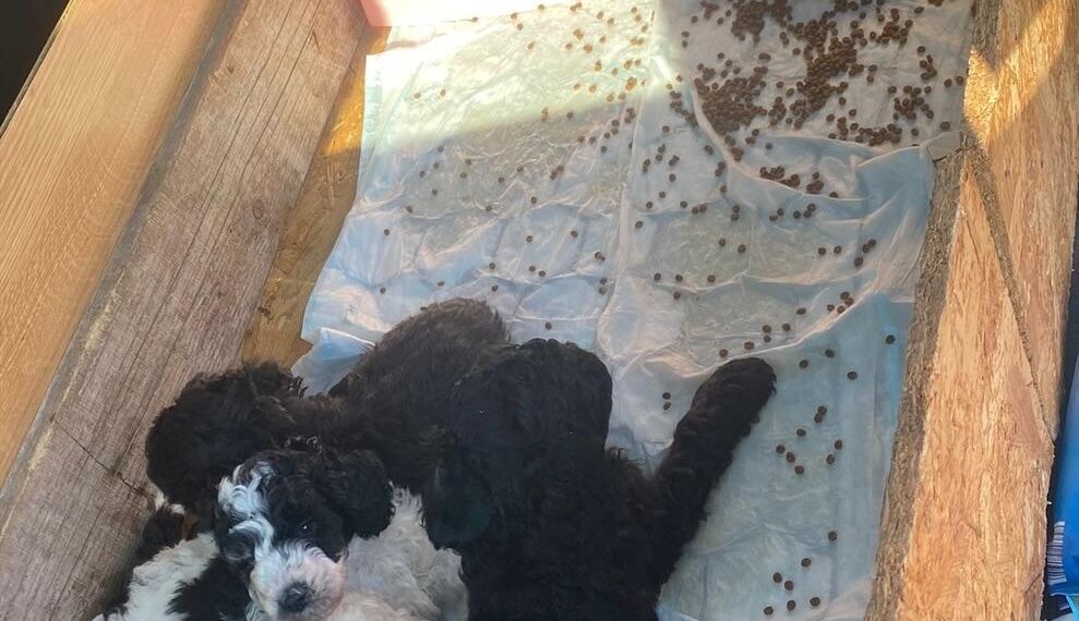 33 de amenzi pentru comercianții de animale