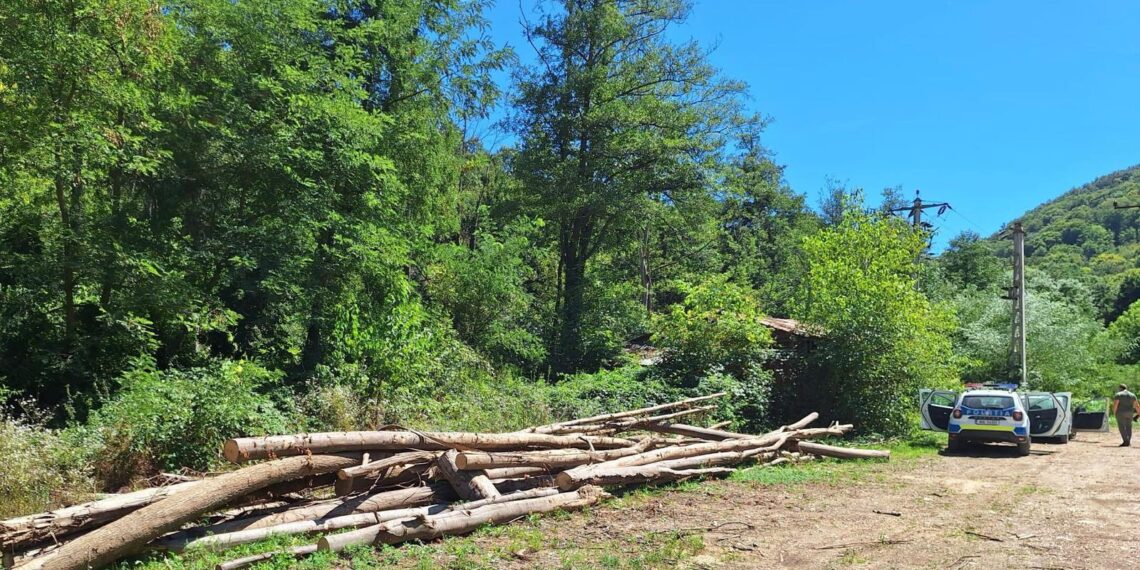 Controale în zona Săvârșin. Amenzi și confiscări pentru nereguli în exploatarea și transportul materialului lemnos