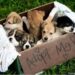 „Și mie îmi stă bine în lesă! Ia-mă acasă!” – târg de adopții canine la Timișoara