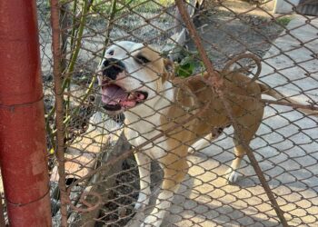 Controale desfășurate în Timiș privind deținerea câinilor periculoși