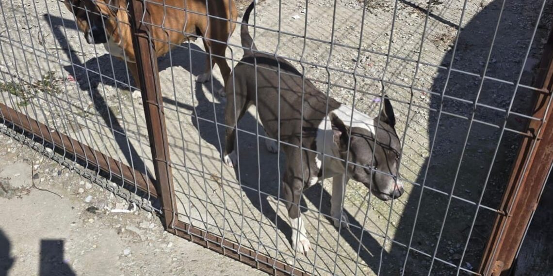 Controale desfășurate în Timiș privind deținerea câinilor periculoși