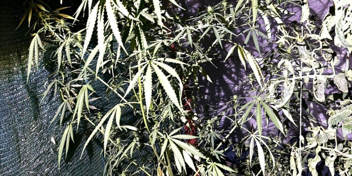 Historia, festival de reconstituiri istorice la Muzeul Satului Bănățean