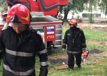 Vântul a doborât un copac la Arad