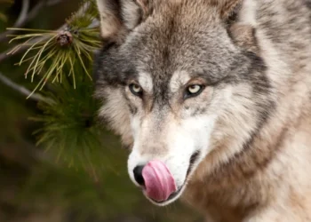 Localnicii din Berzasca, terorizați de haite de lupi