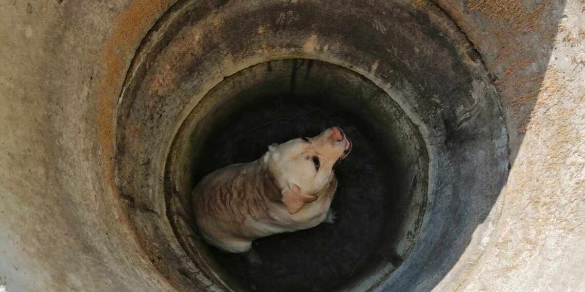 Câine salvat de pompierii din Birchiș după ce a căzut într-o fântână de 8 metri Vezi VIDEO