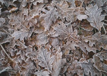 Cum va fi vremea în următoarea perioadă. Prognoza ANM pe patru săptămâni