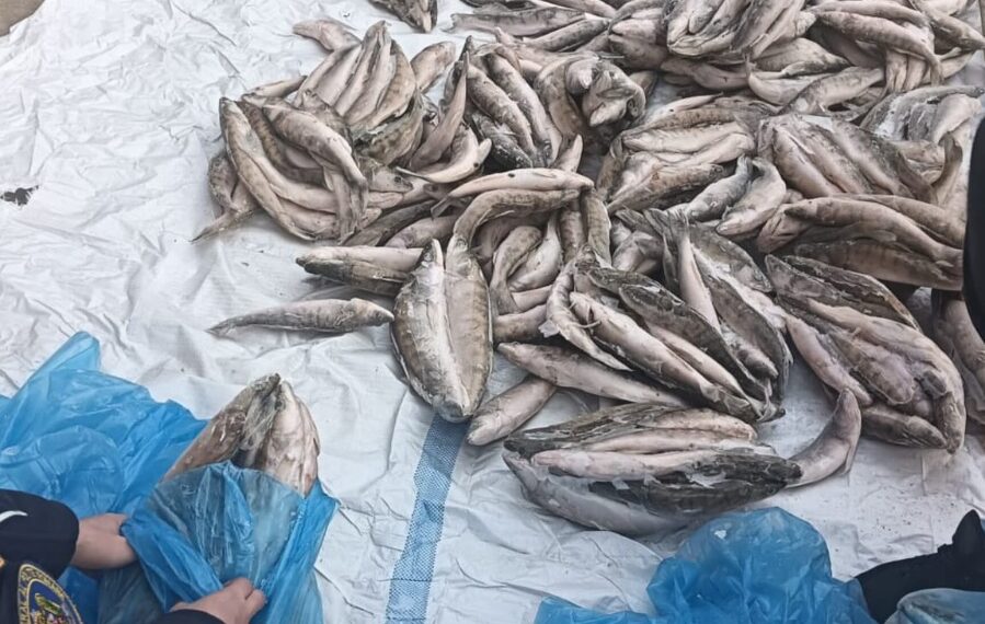 Braconieri care pescuiau ilegal specii rare de pește din Dunăre, depistați în Caraș-Severin