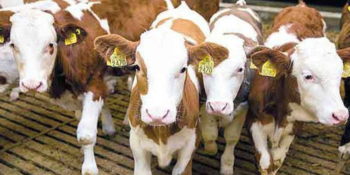 Câinii au omorât trei viței într-un grajd din Timiș