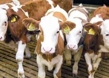 Câinii au omorât trei viței într-un grajd din Timiș