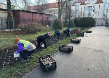 În primăvară, Parcul Botanic va fi înfrumusețat cu o mulțime de lalele