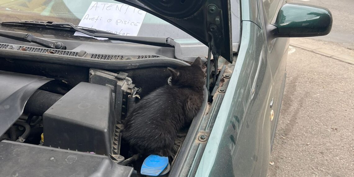 Atenție, șoferi! Iarna, pisicile se pot ascunde sub capota mașinii sau pe roți!