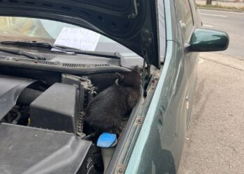 Atenție, șoferi! Iarna, pisicile se pot ascunde sub capota mașinii sau pe roți!