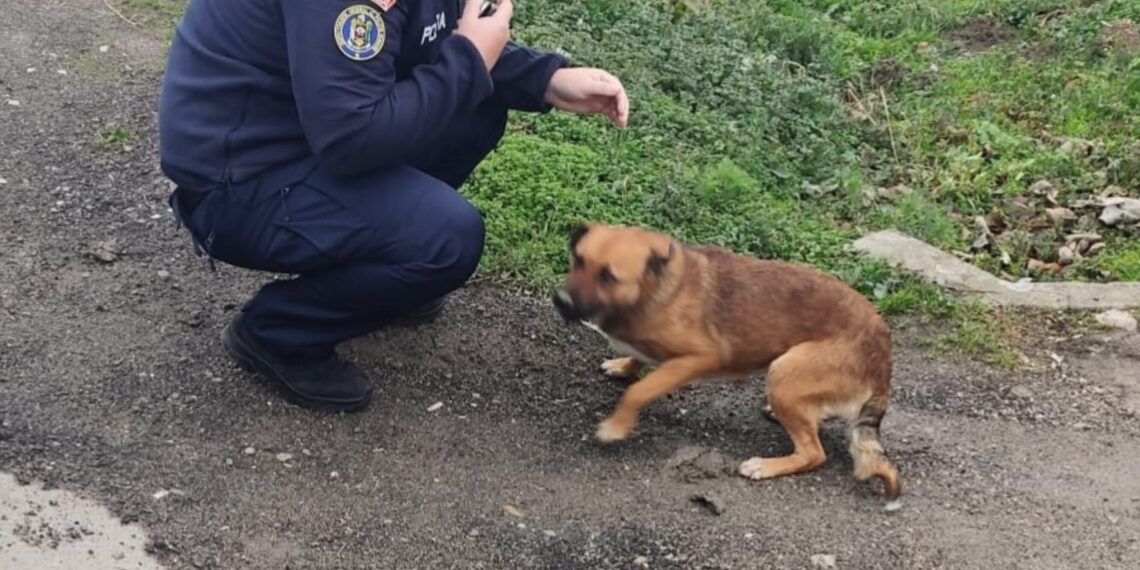 Sancțiune de 12.000 lei pentru abandonul unui cățel. Patrupedul a fost salvat de polițiști