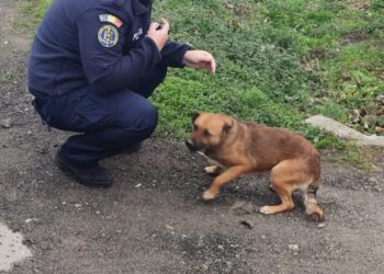 Sancțiune de 12.000 lei pentru abandonul unui cățel. Patrupedul a fost salvat de polițiști