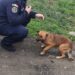 Sancțiune de 12.000 lei pentru abandonul unui cățel. Patrupedul a fost salvat de polițiști