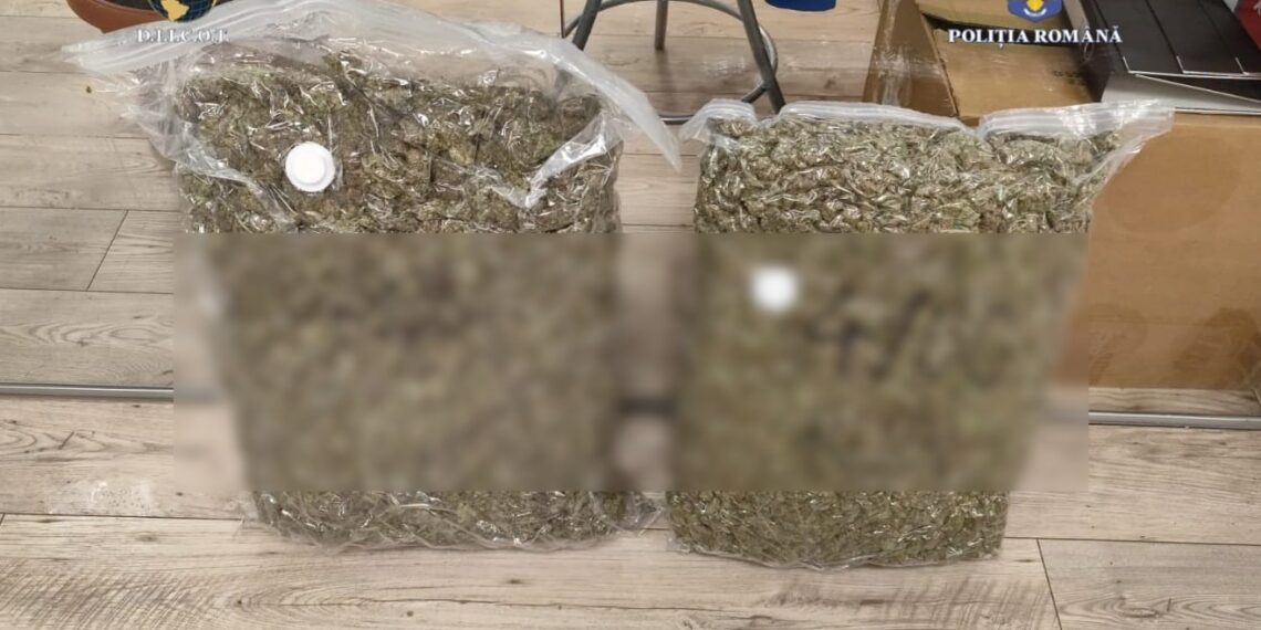 Depistați în flagrant delict cu aproximativ 9 kg de canabis