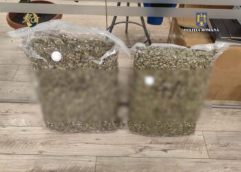 Depistați în flagrant delict cu aproximativ 9 kg de canabis