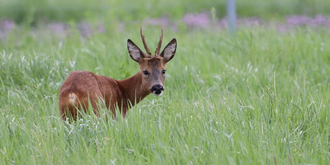 VIDEO Moment rar surprins de camerele de monitorizare. Căpriorul în procesul de schimbare a coarnelor