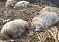 Nou atac la o fermă din Giroc. Oi sfâșiate în saivan