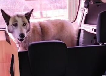 Cățel abandonat pe marginea drumului, salvat și adoptat. Poliția l-a sancționat pe vinovat cu amendă de 12.000 de lei