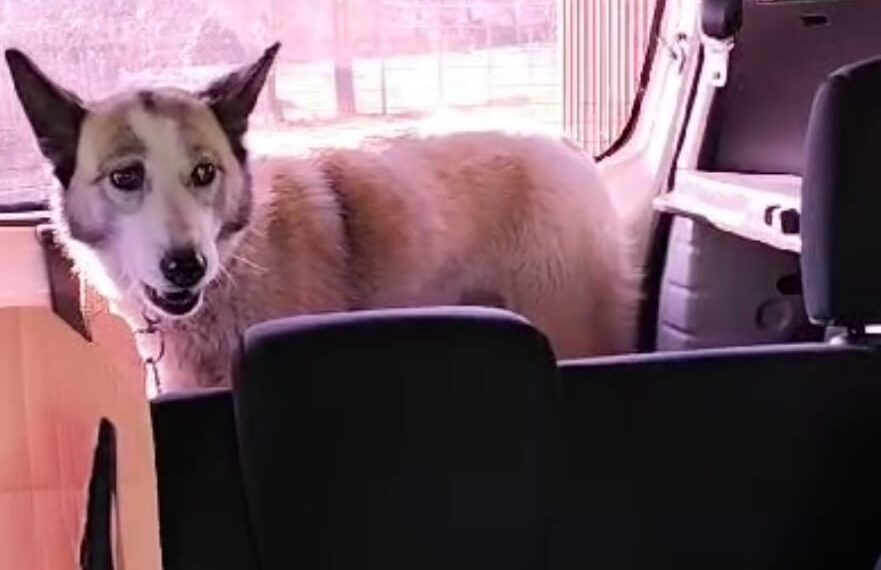 Cățel abandonat pe marginea drumului, salvat și adoptat. Poliția l-a sancționat pe vinovat cu amendă de 12.000 de lei