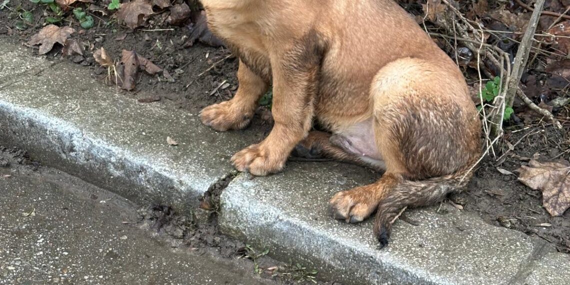 Abandonul animalelor se pedepsește! Tânăr din Reșița, amendat cu 12.000 de lei