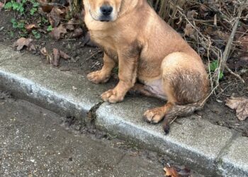 Abandonul animalelor se pedepsește! Tânăr din Reșița, amendat cu 12.000 de lei