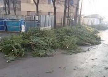 Începe colectarea brazilor naturali la Timișoara