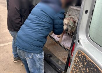 Trei câini salvați de polițiștii timișeni dintr-o locuință din Timișoara