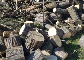 Dosar penal pentru un bărbat care tăia arbori fără drept