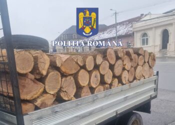Un bărbat s-a ales cu amendă și a rămas fără lemne după ce le-a transportat ilegal