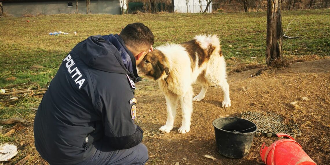 22.000 de lei amendă pentru nerespectarea protecției animalelor. A încasat-o o femeie din Caraș