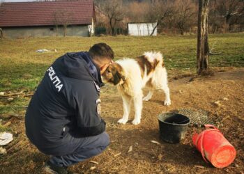 22.000 de lei amendă pentru nerespectarea protecției animalelor. A încasat-o o femeie din Caraș